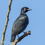 Bare necked fruitcrow