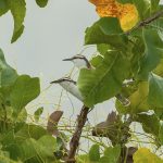 Bicolored wren