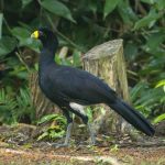 Black curassow