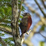 Blood colored woodpecker