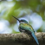 Bronzy Jacamar