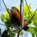 Capuchinbid lekking display