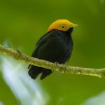 Golden-headed Manakin