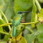 Green tailed jacamar