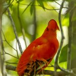 Guianan Cock-of-the-rock - © Ron Allicock