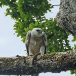 Harpy eagle