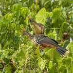 Hoatzin