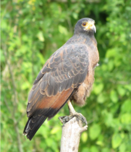 Rufous crab hawk - photo by Ron Allicock