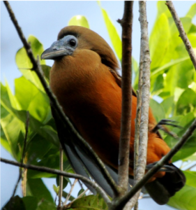 Capuchinbird in full lekking display - photo by Ron Allicock