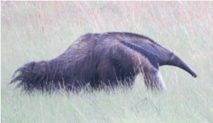 Giant anteater feeding near Kwatata village - photo by Ron Allicock