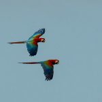 Red-and-green macaw