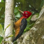 Red-necked Woodpecker