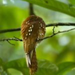 Rufous Potoo