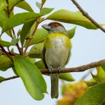 Rufous-browed peppershrike