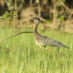 Sunbittern