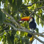 Toco Toucan