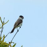 White-naped Xenopsaris