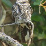 White-tailed Nightjar