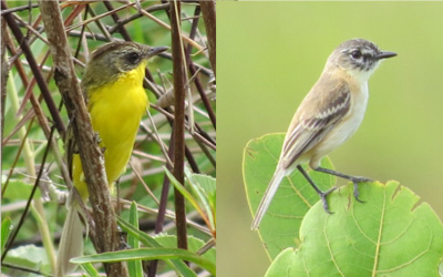 Crested doradito and male bearded tachuri near Yupukari -photo by Ron Allicock